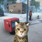 ランダム生成の町で約26,000パターンのネコと暮らすライフシム『NEKOTO』Steamで発売